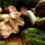Autumn leaf Pexels.com