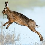 Leaping hare based on Photo by Vincent van Zalinge unsplash.com